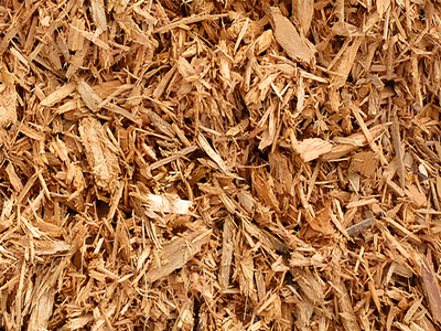 Softwood Pulp