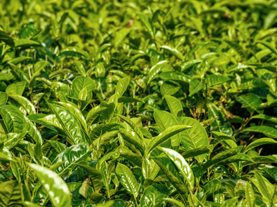 Green Tea & Herbal Tea From The Gardens Of India, Sri Lanka & Kenya. Bulk Pack And Retail Pack